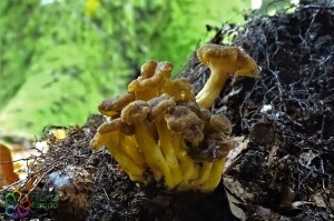 Cantharellus tubaeformis var. lutescens (1)